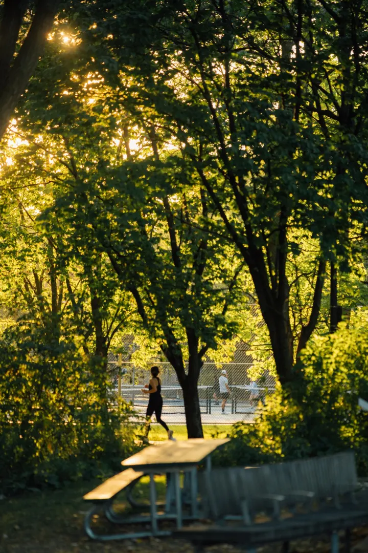Tree-lined path in Ramsden Park